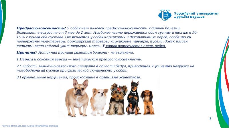 Предрасположенность? У собак нет половой предрасположенности к данной болезни. Возникает в Предрасположенность? У собак нет половой предрасположенности к данной болезни. Возникает в