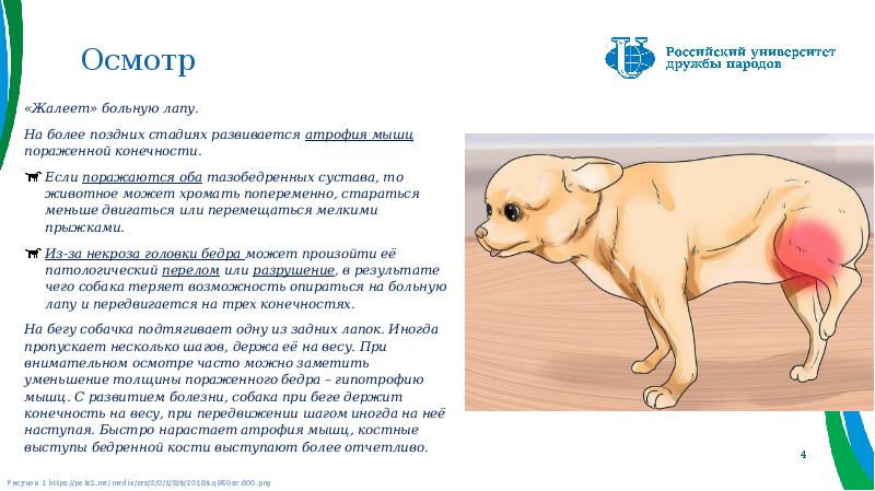 Осмотр
«Жалеет» больную лапу.
На более поздних стадиях развивается атрофия Осмотр
«Жалеет» больную лапу.
На более поздних стадиях развивается атрофия