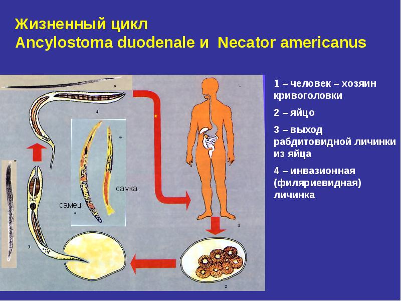 Анкилостома жизненный цикл схема