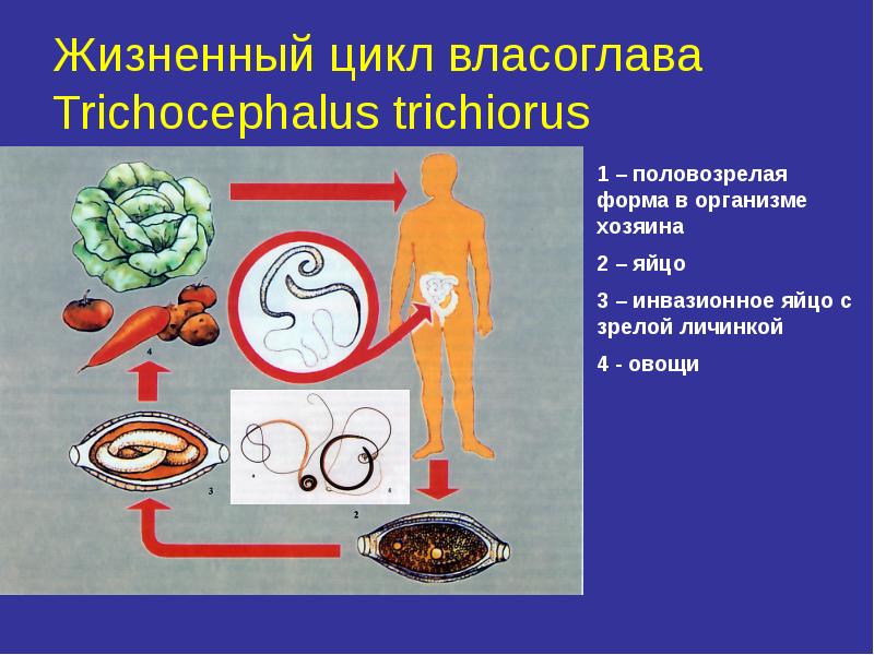 Гименолепидоз презентация инфекционные болезни