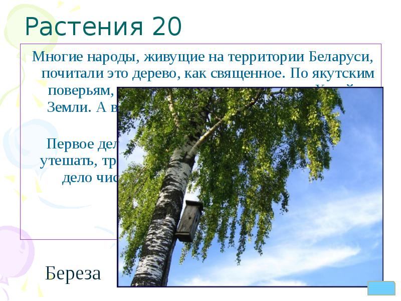 священное растение для многих народов. многие народы живущие в россии почитали это дерево или кустарник. священные растения. дурга. священное растение для многих народов.