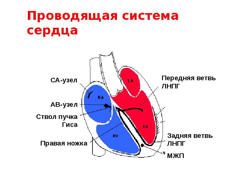 Открытый атриовентрикулярный канал презентация