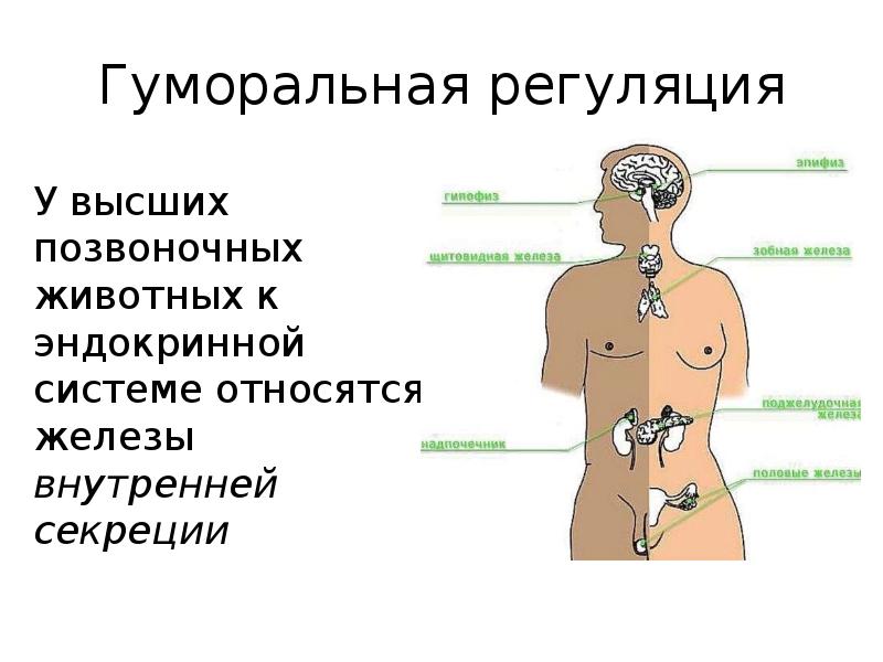 Презентация роль эндокринной регуляции биология 8 класс