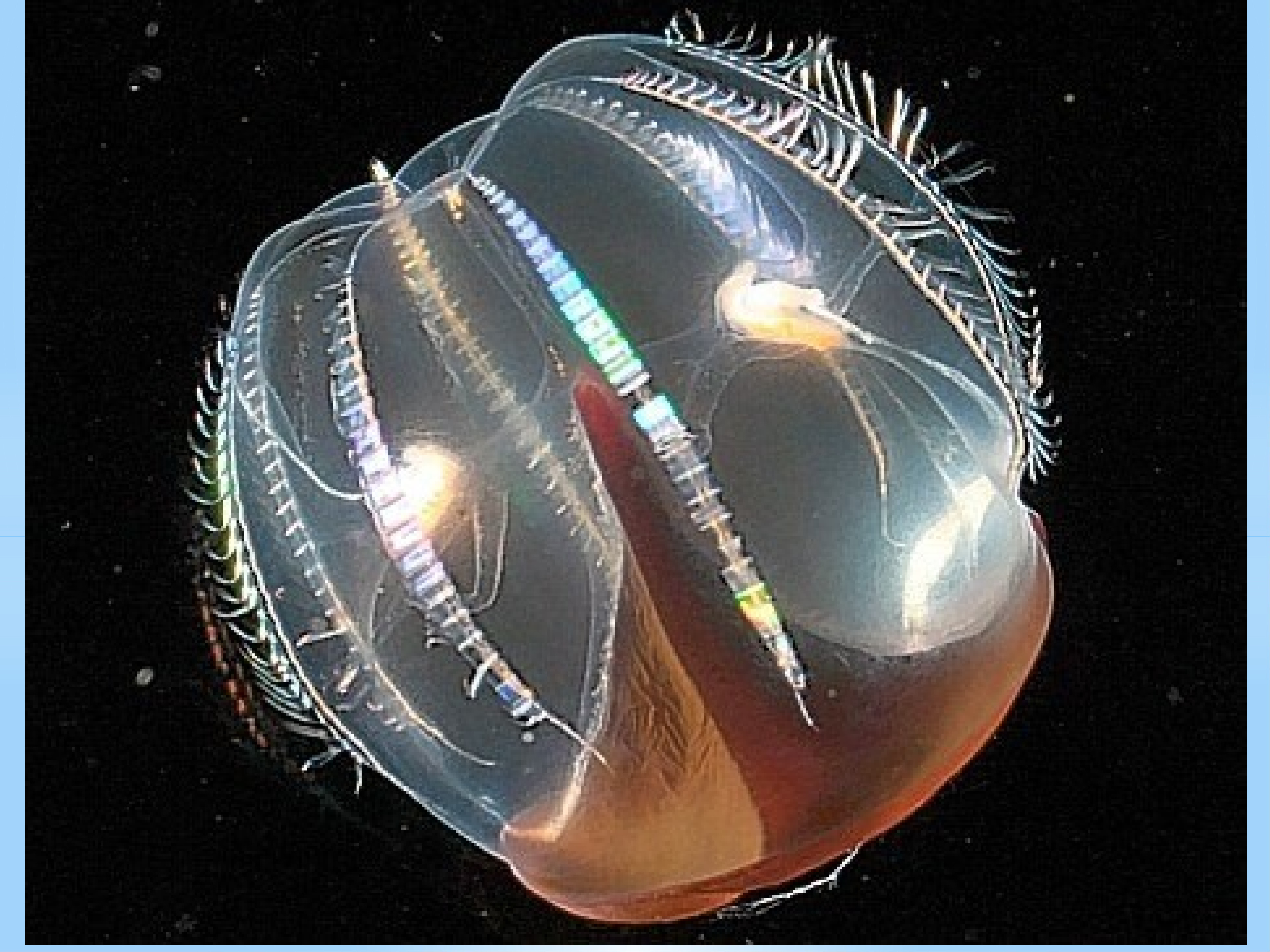 Comb jellies