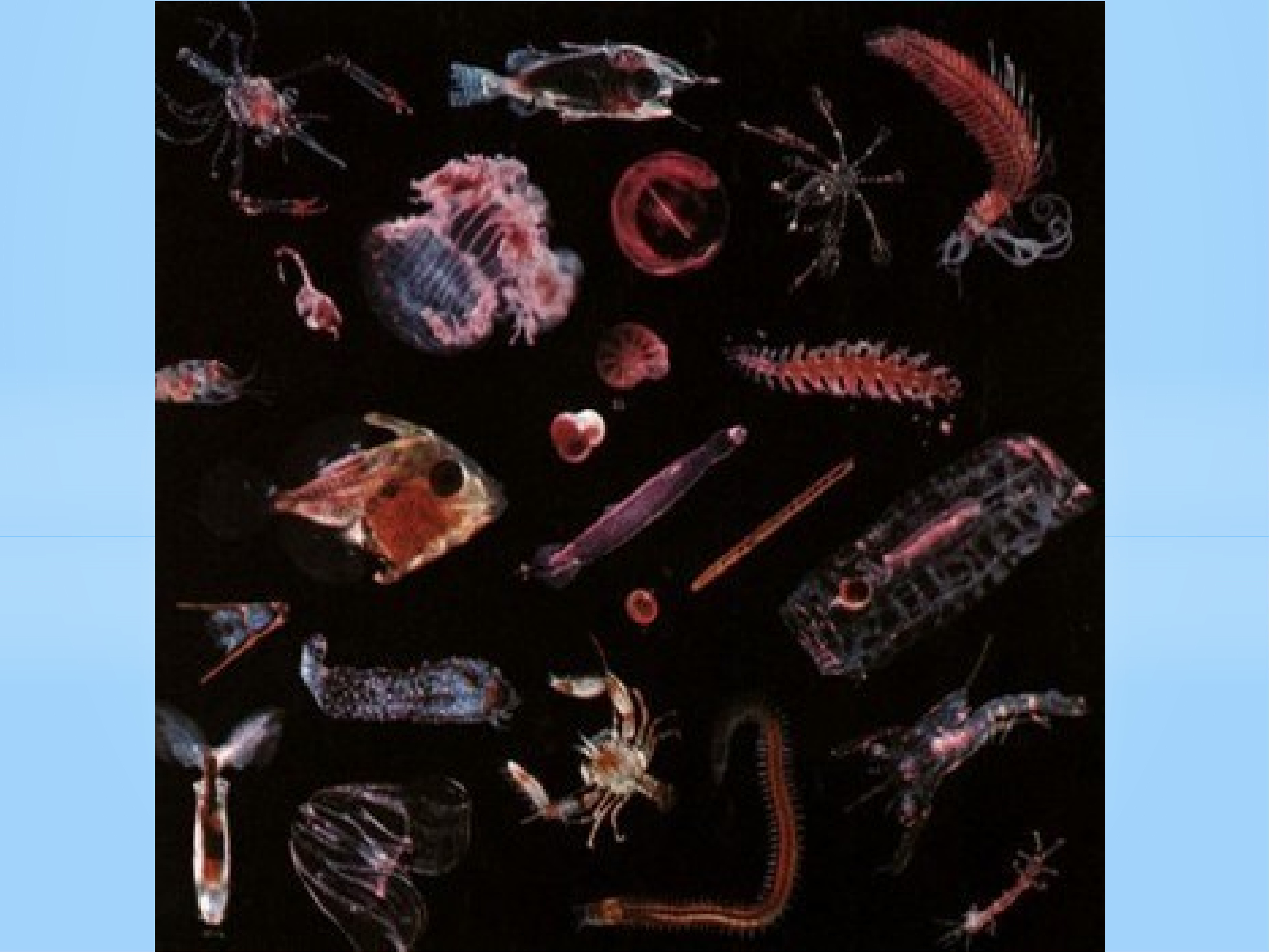 Планктон Нектон бентос. Тема организм. Биологическое продуцирование в мировом океане. Организмы населяющие водную среду. В состав планктона входят
