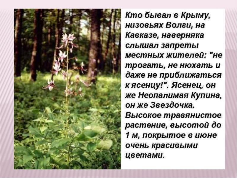 Купина растение фото описание. Ясенец Неопалимая Купина. Ясенец кавказский ядовитое. Ясенец кавказский ядовитое растение. Растение Неопалимая Купина описание.