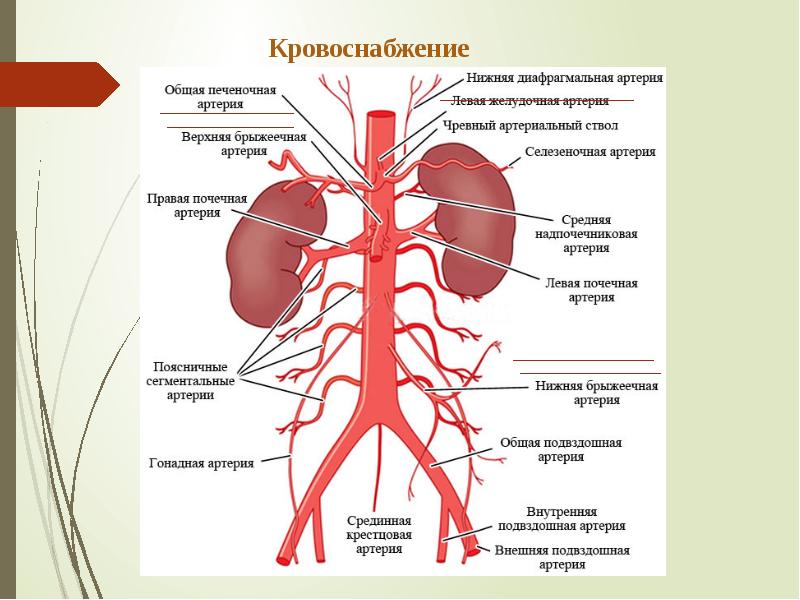 Брюшные артерии схема