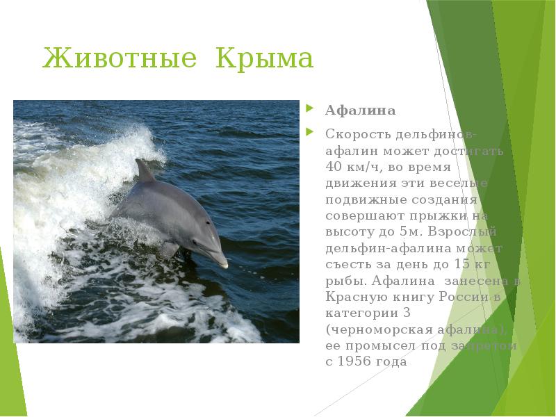 Картинки ЖИВОТНЫЕ КРЫМА 3 КЛАСС