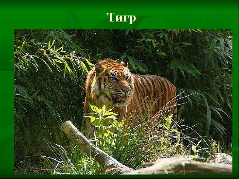 Jungle tiger. Тигр в тропиках. Тигр в лесу. Дикие животные джунглей. Тигр в джунглях.
