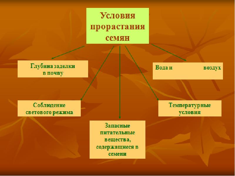 Условия прорастания семян 6 класс биология презентация