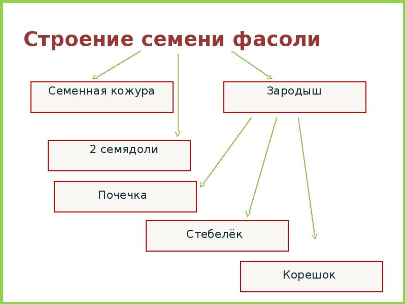 Строение и состав семян презентация 6 класс