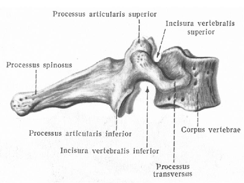 Inferior перевод. Incisurae vertebrales Superior et inferior. Processus articularis Superior. Processus articularis inferior. Incisura vertebralis Superior.