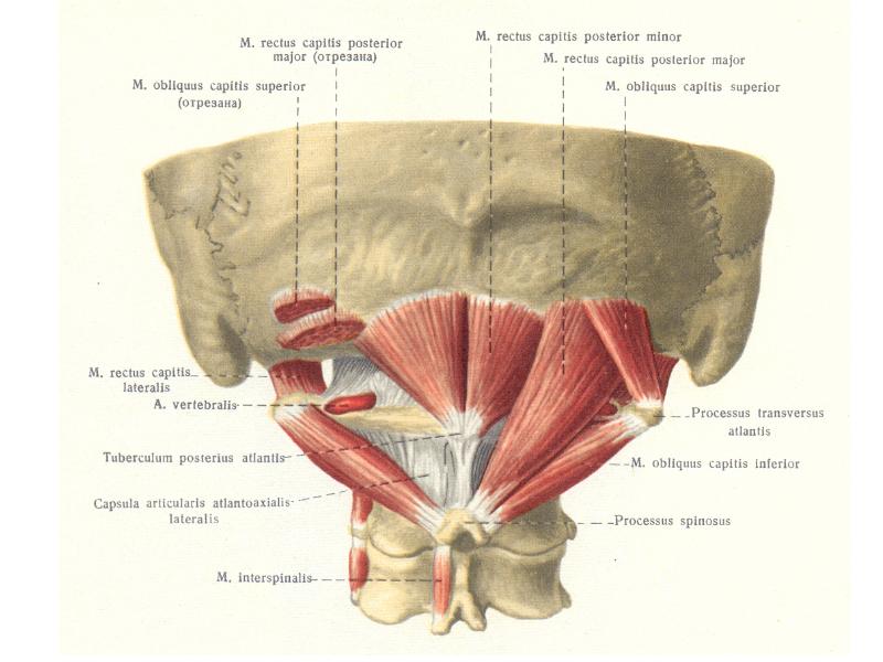 Подзатылочные мышцы головы анатомия