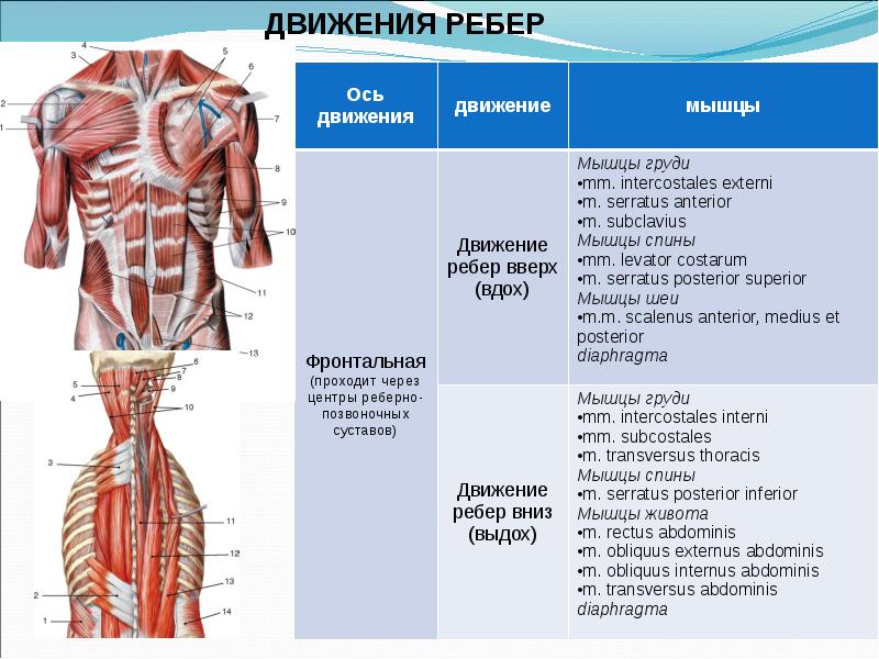 Биодинамика мышц презентация