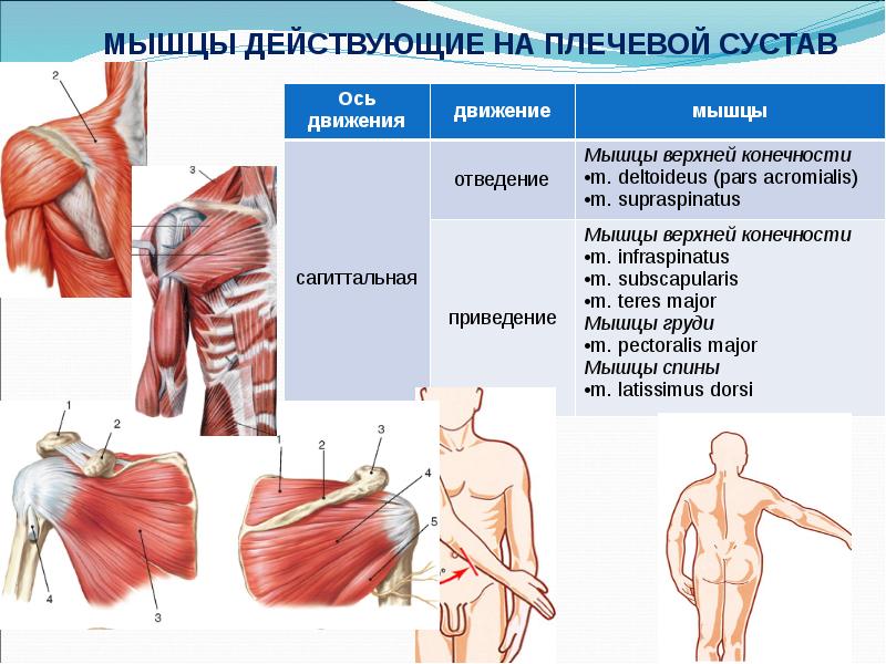 Биодинамика мышц презентация