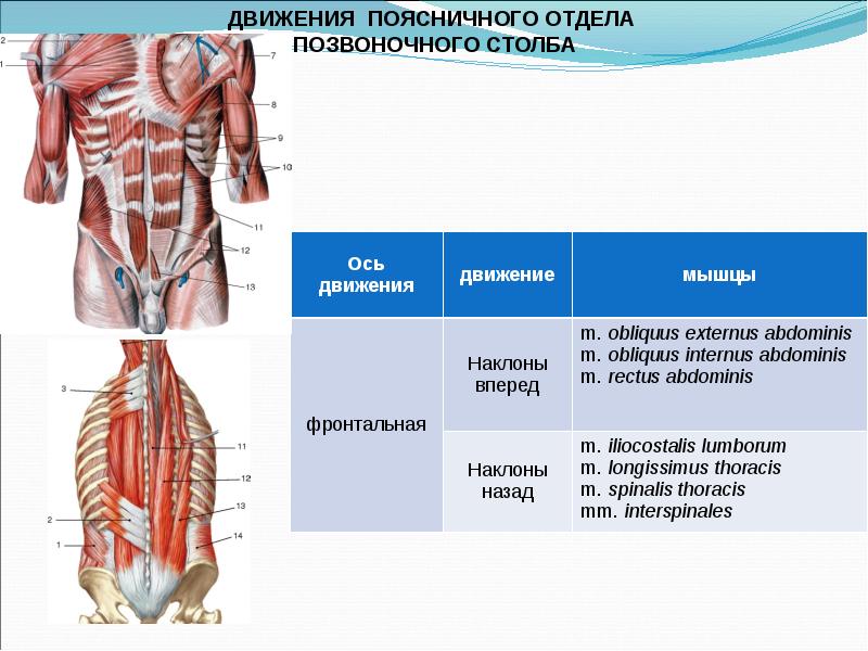 Биодинамика мышц презентация