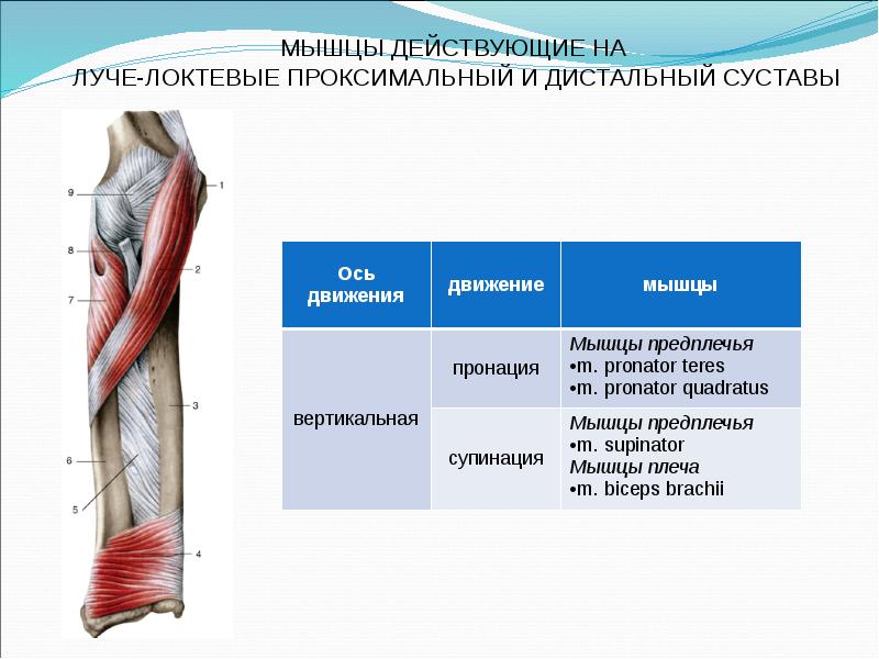 Суставно мышечных. Мышцы обеспечивающие движение в локтевом суставе. Мышцы действующие на локтевой сустав. Локтевой сустав мышцы действующие на сустав. Проксимальные мышцы.