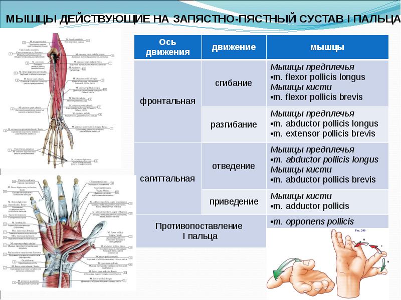 Биодинамика мышц презентация