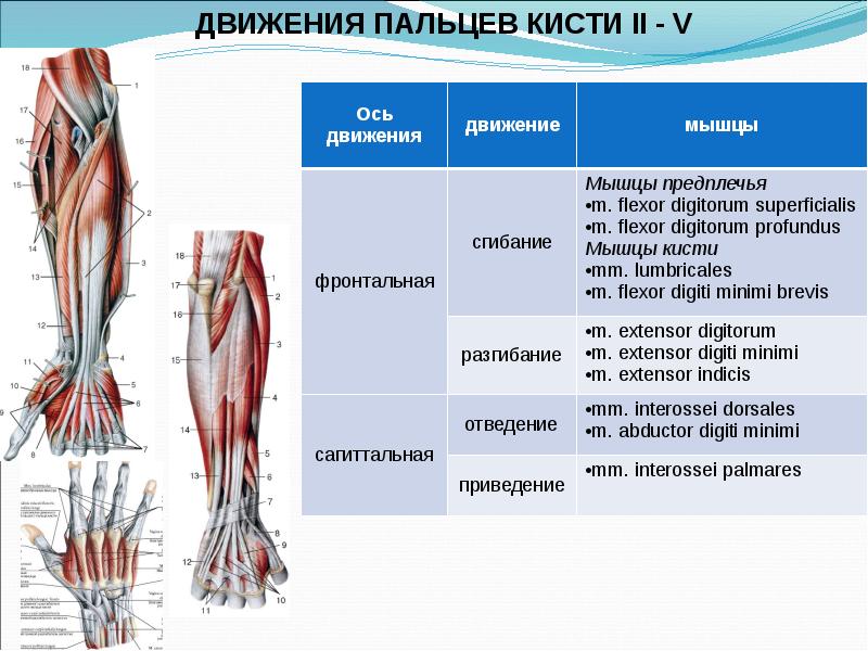 Биодинамика мышц презентация