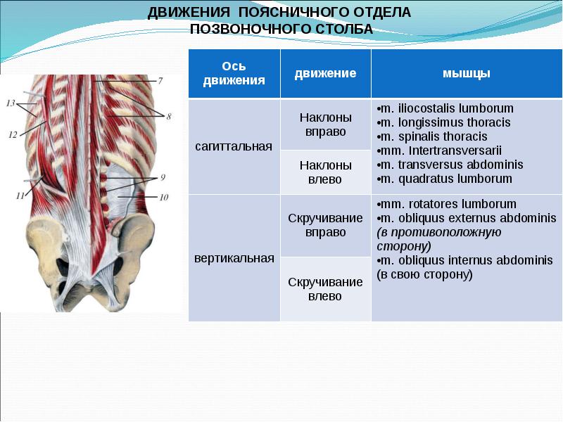 Биодинамика мышц презентация