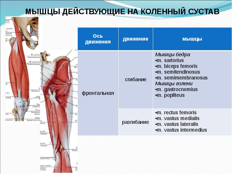 Биодинамика мышц презентация