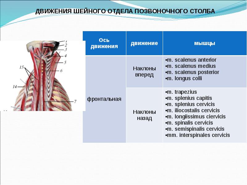 Биодинамика мышц презентация