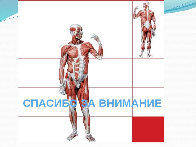 Биодинамика мышц презентация