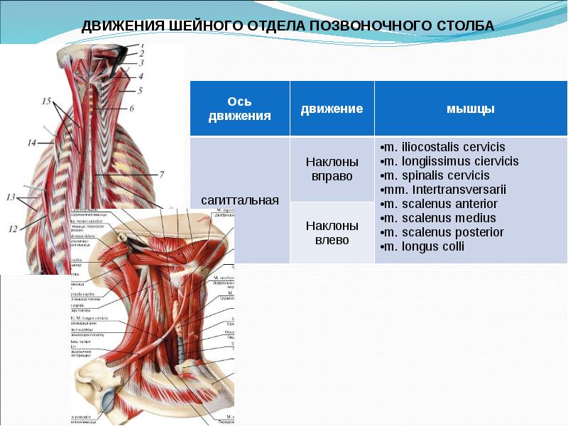 Биодинамика мышц презентация