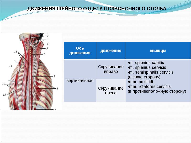 Биодинамика мышц презентация