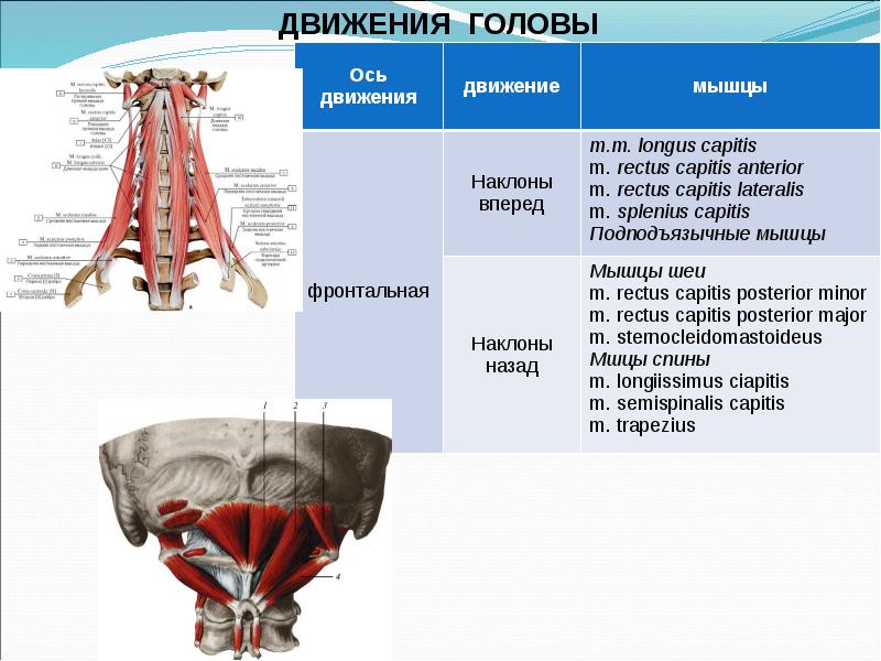 Биодинамика мышц презентация