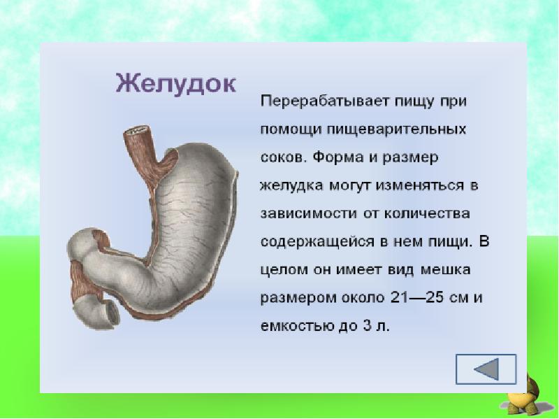 Презентация пищеварительная система 3 класс