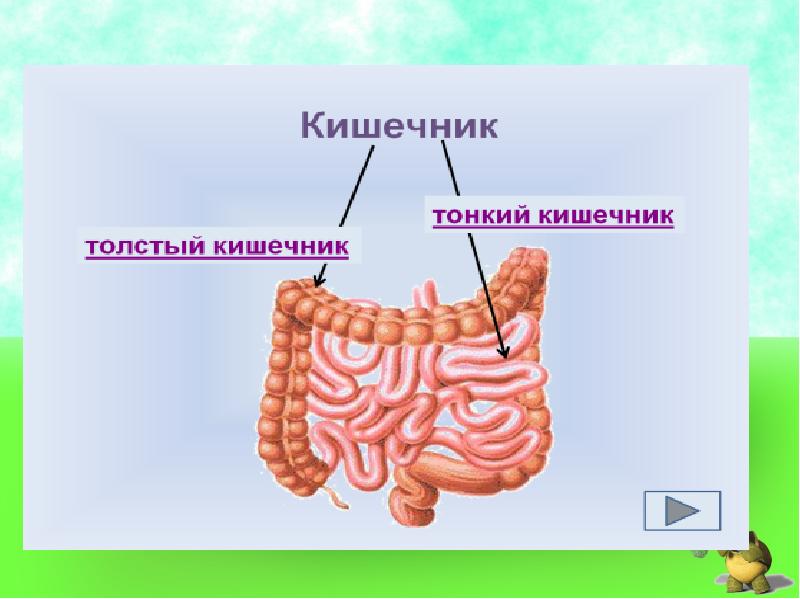 Органы пищеварения презентация 2 класс