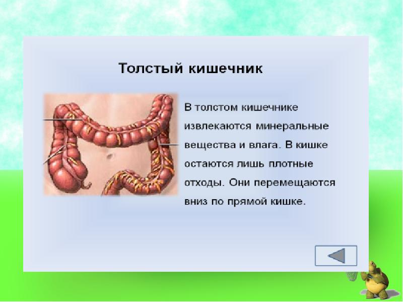 Органы пищеварения 3 класс окружающий мир презентация