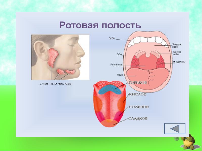 Ротовая полость презентация