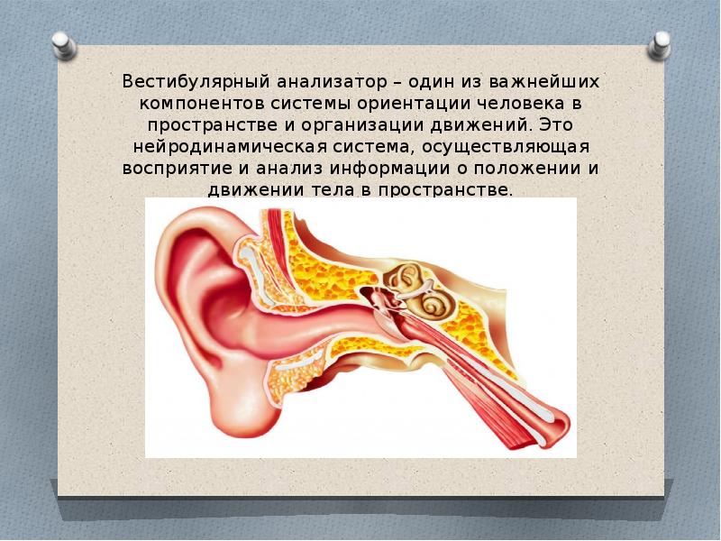 Проект вестибулярный аппарат