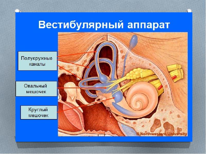 Проект вестибулярный аппарат