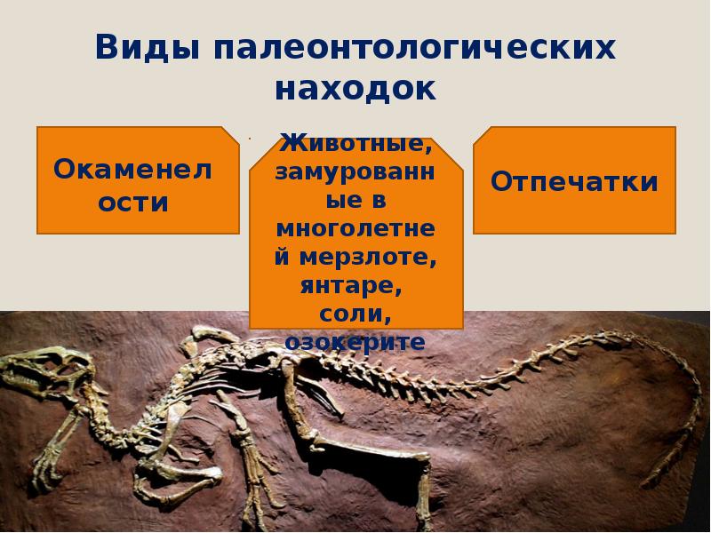 Типы находок. Палеонтология презентация. Палеонтология это наука изучающая. Доказательства исторического развития мир палеонтология. Палеонтология животных.