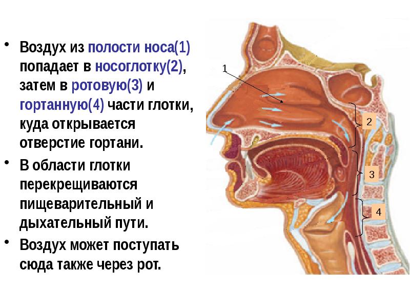 Презентация анатомия лор органов