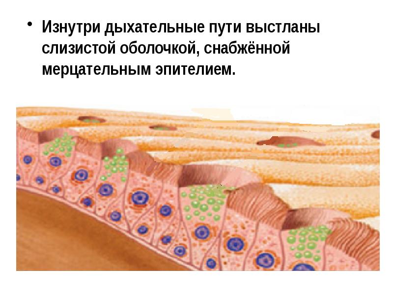 движение ресничек мерцательного эпителия. реснитчатый эпителий бронхов. реснитчатый эпителий бронхов. клетки мерцательного эпителия функции. мерцательный эпителий желудочки головного мозга.