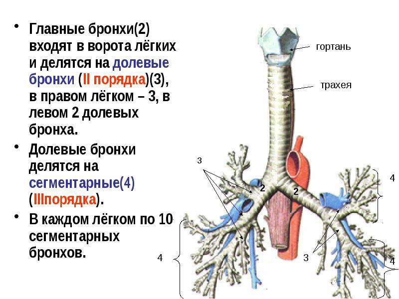 Левый бронх делится. Бронх б6. Бронхи человека строение.