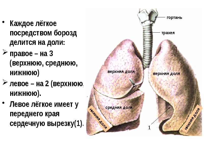 Левое легкое меньше правого. Борозды легких. Легочные борозды. Борозды правого легкого. Горизонтальная борозда легкого.