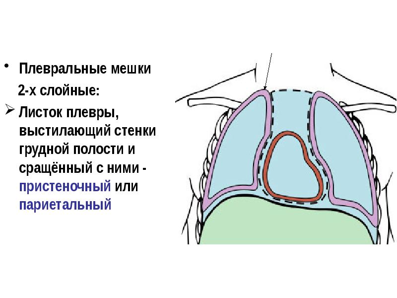 Выстилает полость. Плевральный мешок анатомия. Внутренние стенки грудной полости выстланы. Выстилка внутренней стенки грудной полости. Плевральные мешки.