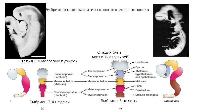 Стадия пяти мозговых пузырей. Онтогенез нервной системы (3 мозгового пузыря, 5 мозговых пузырей).. Стадии развития мозговых пузырей. Стадии трех и пяти мозговых пузырей. Схему стадии пяти мозговых пузырей..