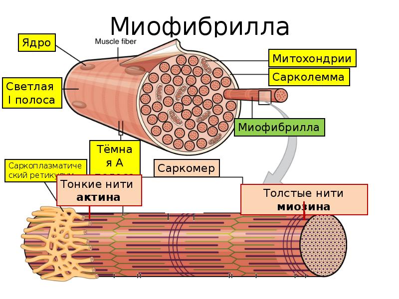 Схема строения миофибриллы