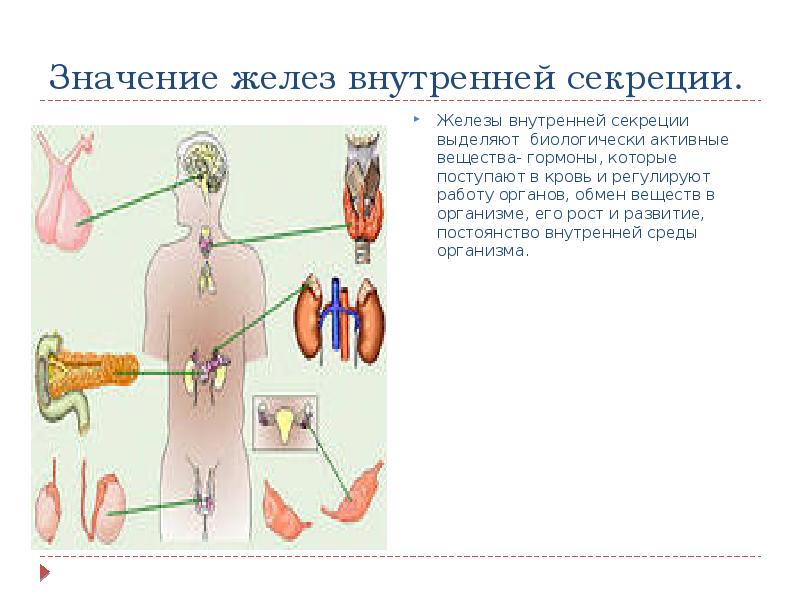 Парные железы внутренней