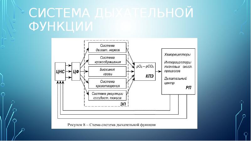 Схема функциональной системы дыхания