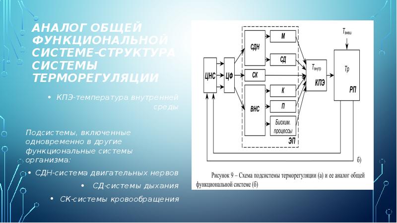 Функциональные системы организма презентация