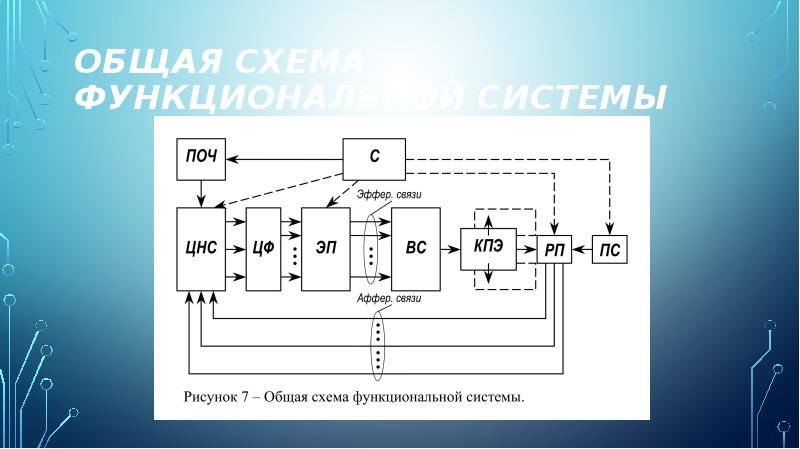 Функциональные системы организма презентация