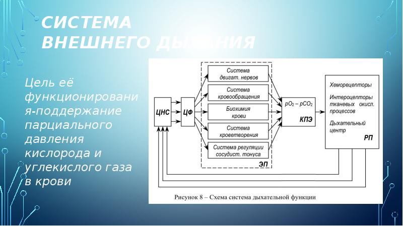 Основные функциональные системы организма человека