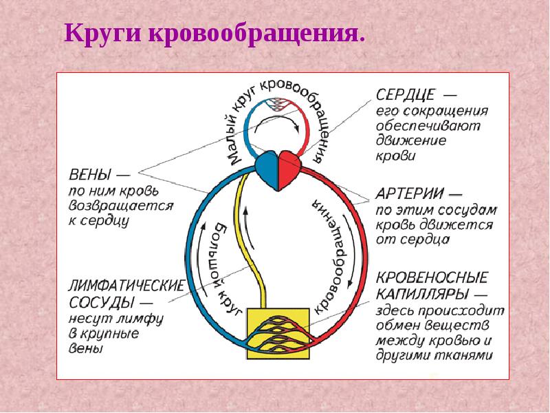 Схема работы сердца и движение крови по сосудам